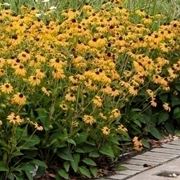 Rudbeckia 