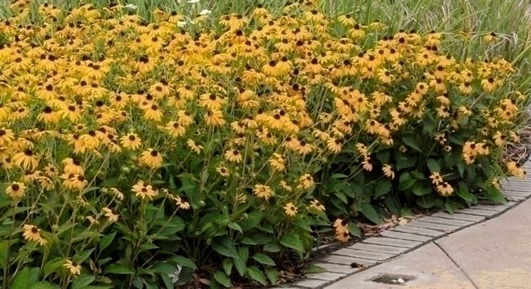 Rudbeckia 