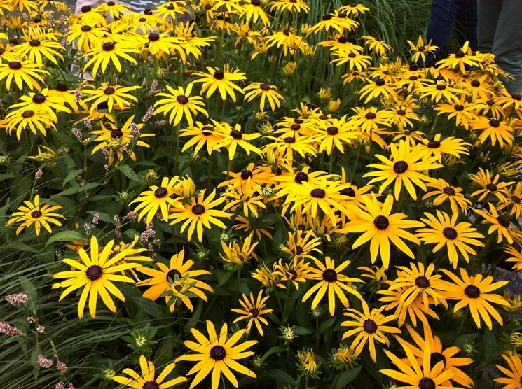 rudbeckia subtomentosa