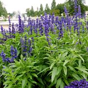 salvia farinacea