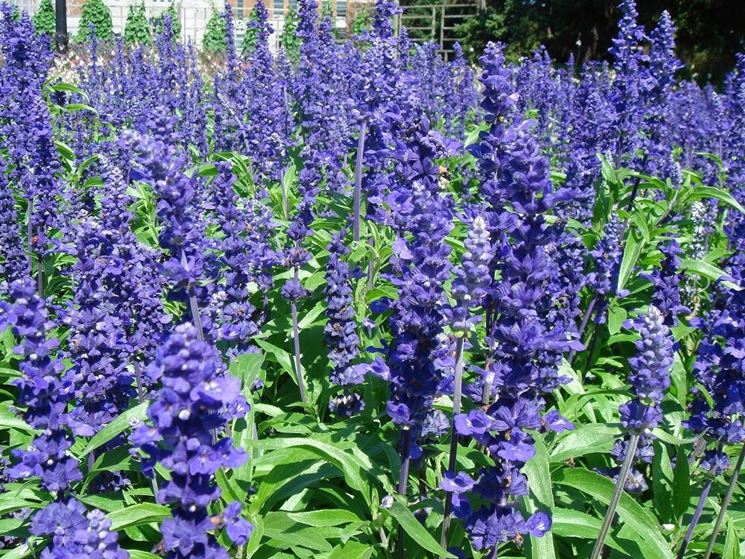 Salvia blu