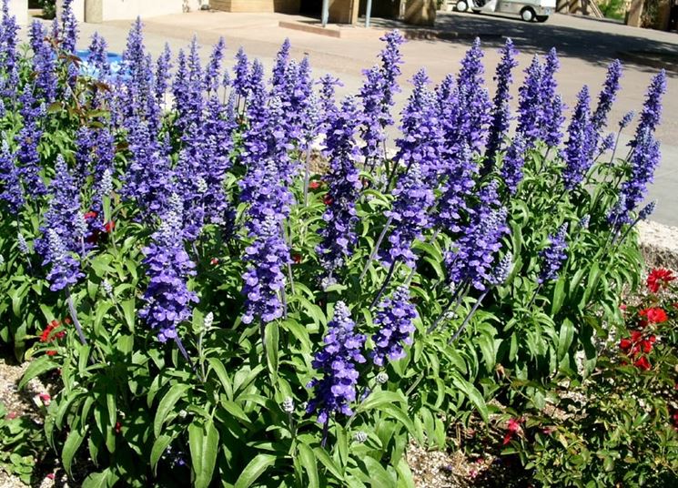 salvia farinacea