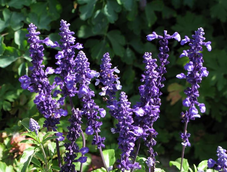 salvia farinacea