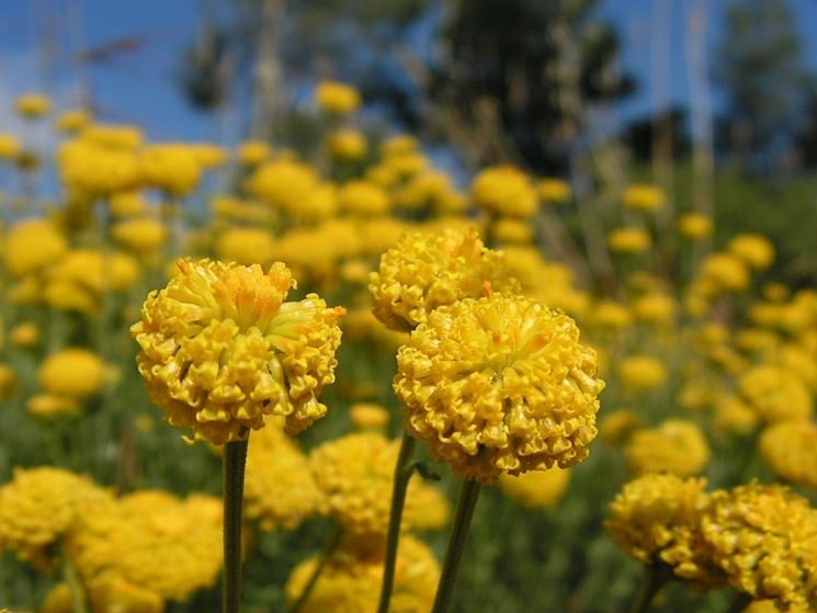 Santolina chamaecyparissus - Santolina chamaecyparissus - Perenni