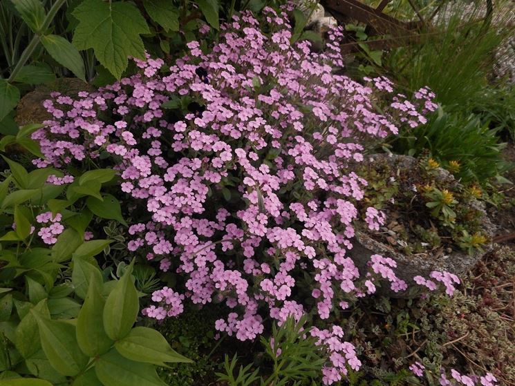 saponaria ocymoides