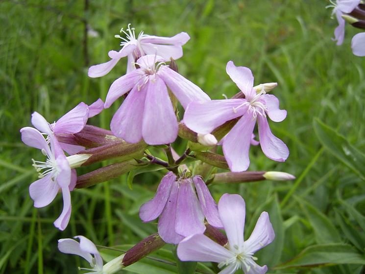 saponaria officinalis fiore
