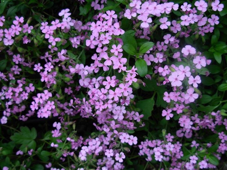 Saponaria 