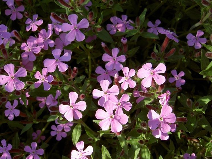 saponaria