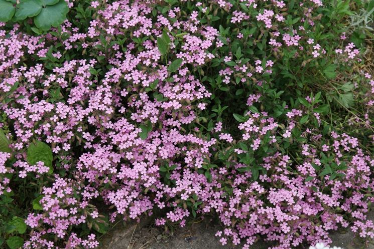 saponaria di roccia