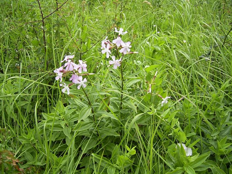 saponaria officinalis