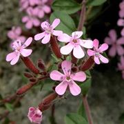 saponaria pianta