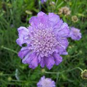 Scabiosa 