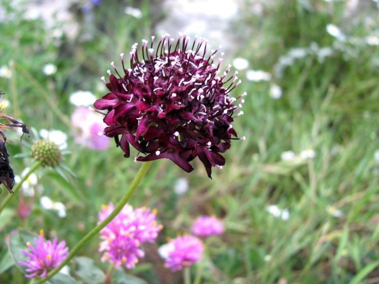 Scabiosa 