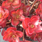 Sedum  