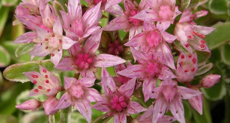 sedum spurium schorbusser blut