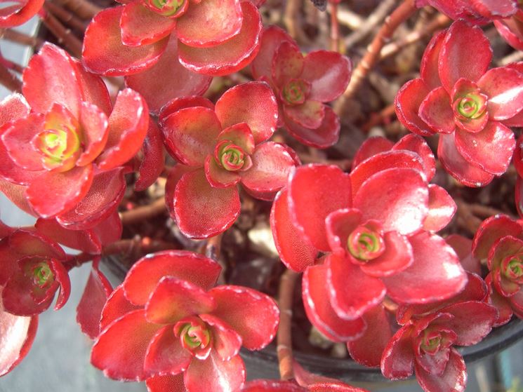 Sedum  