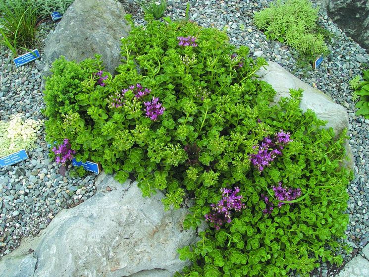 sedum in roccioso