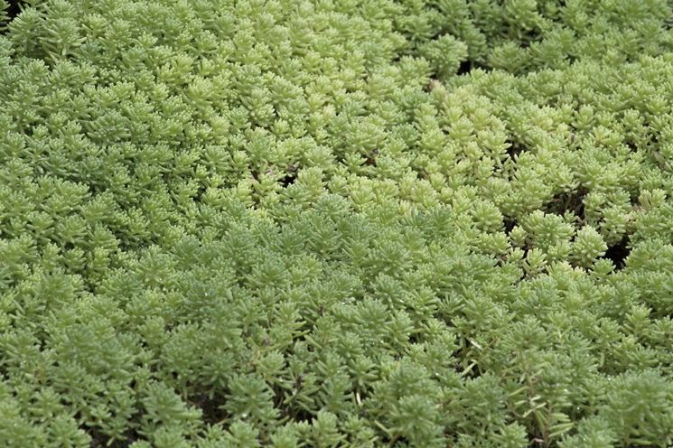 sedum tappezzante