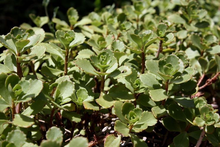 pianta di sedum