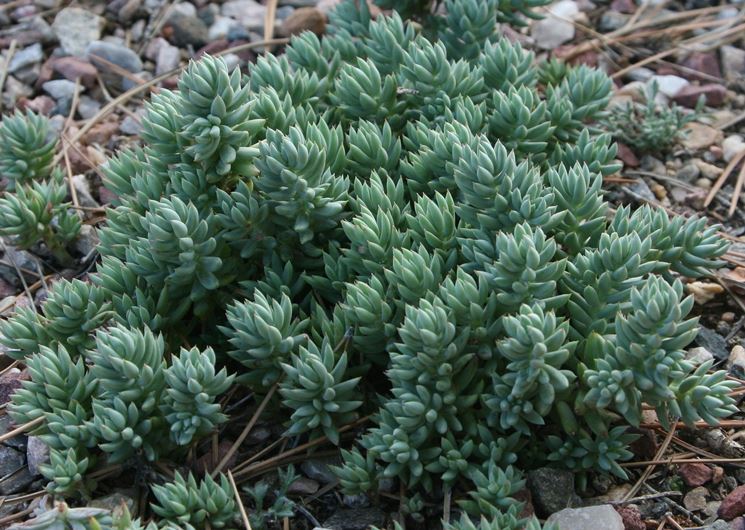 pianta di sedum sediforme