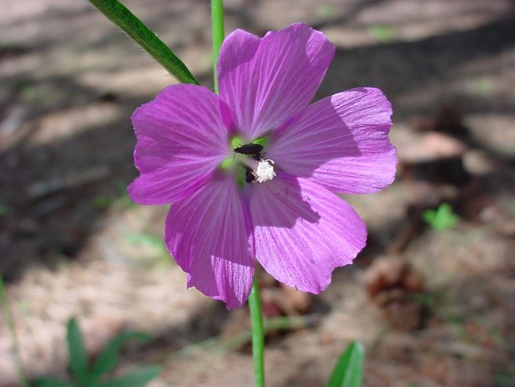 Sidalcea 