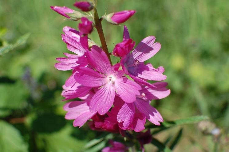 sidalcea virgata