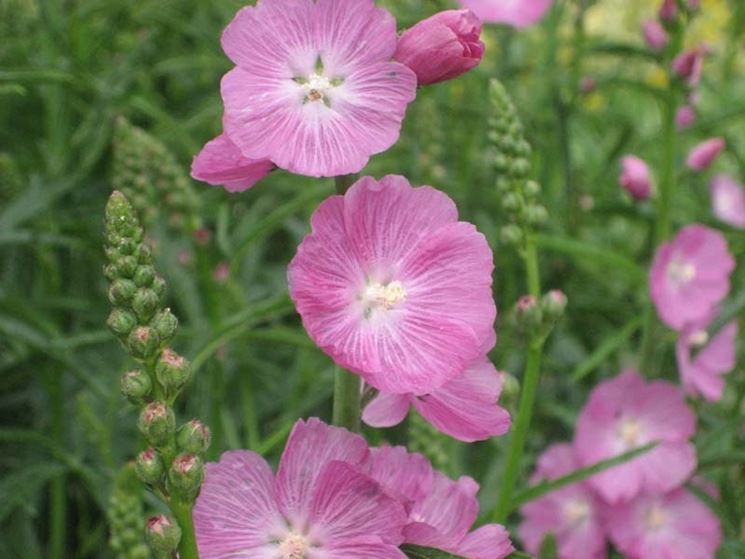 sidalcea