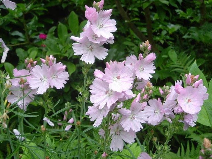 sidalcea elsie