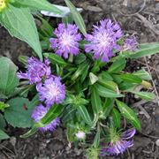 Stokesia 