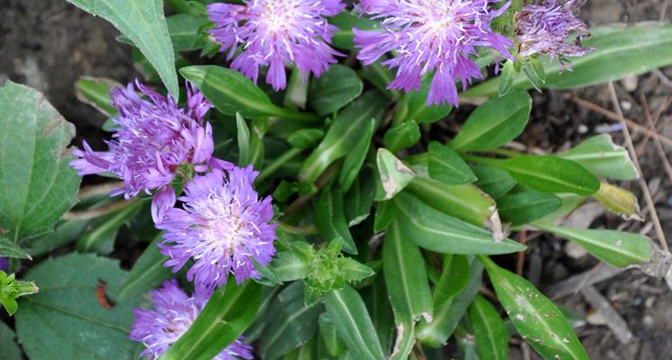 Stokesia