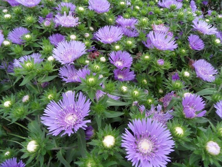 Stokesia 