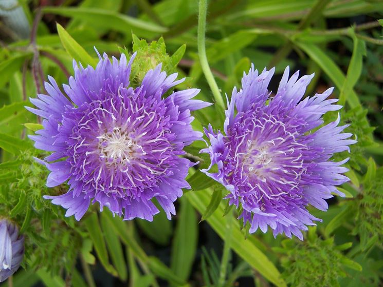 stokesia laevis