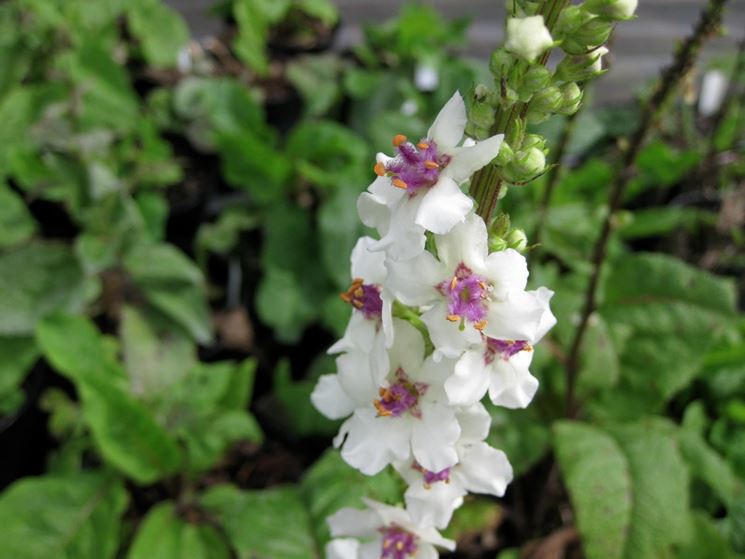 verbascum