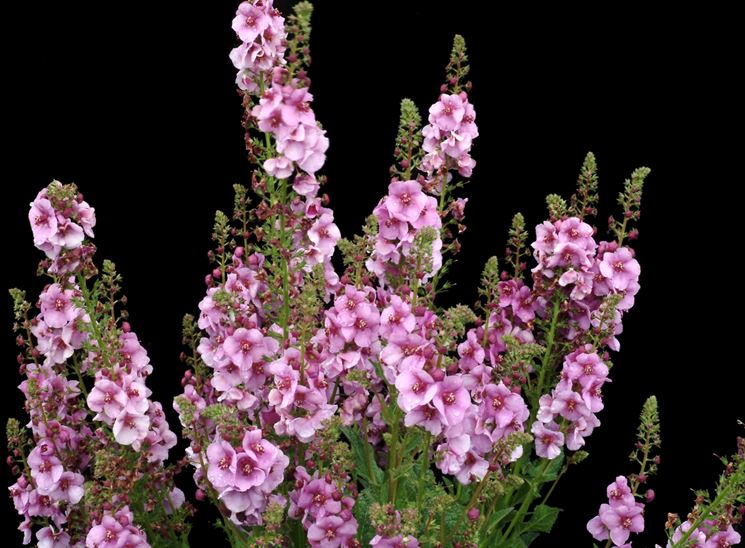 verbascum 