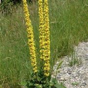 verbascum