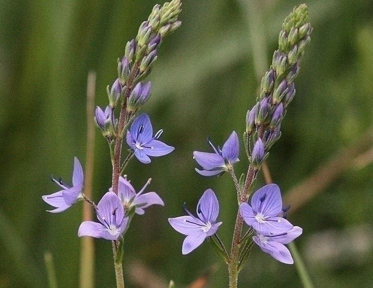 Irrigazione veronica