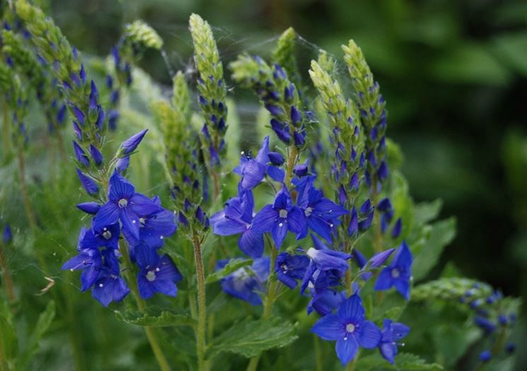 veronica x austriaca teucrium