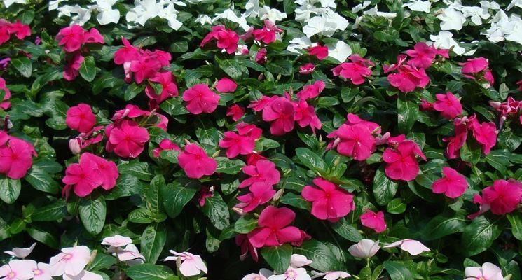 Vinca in fiore