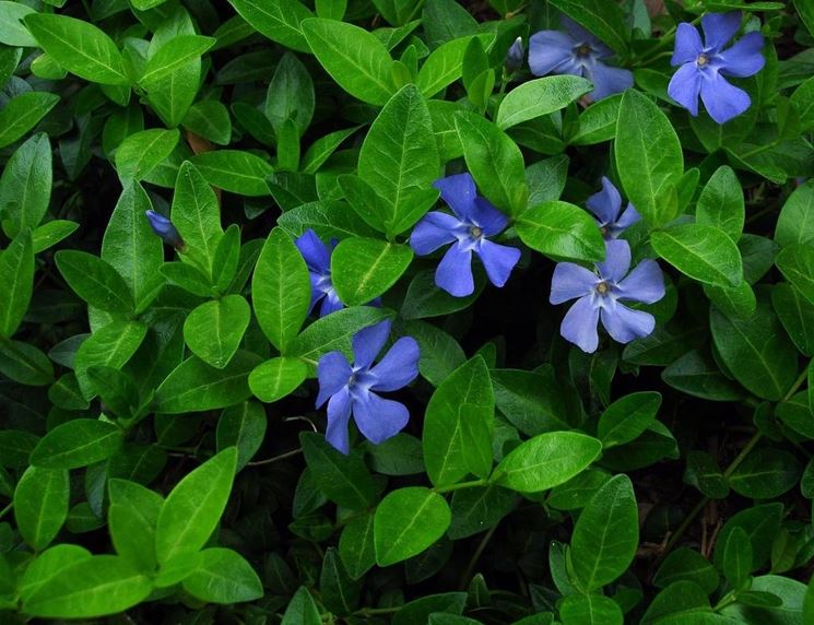 Vinca minor