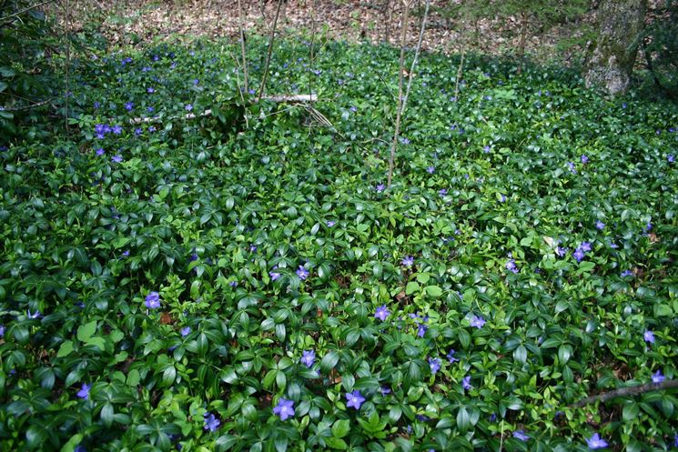 Tappeto erboso di vinca