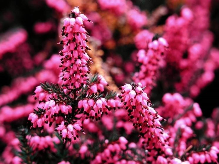 Particolare dei fiori di erica