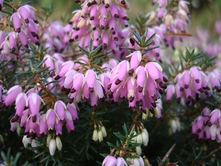 Erica carnea dai fiori bianchi