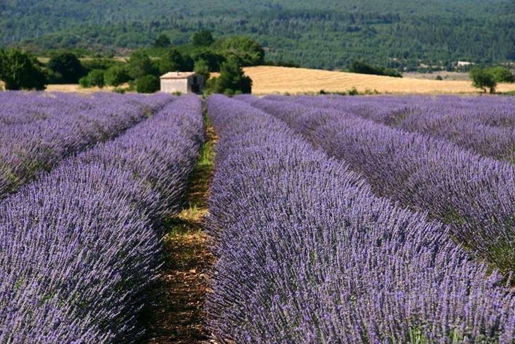 coltivazione della lavanda