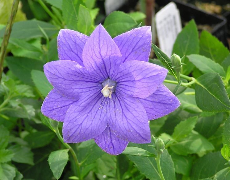 Campanula grandiflora fiore