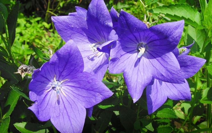 campanula fiore