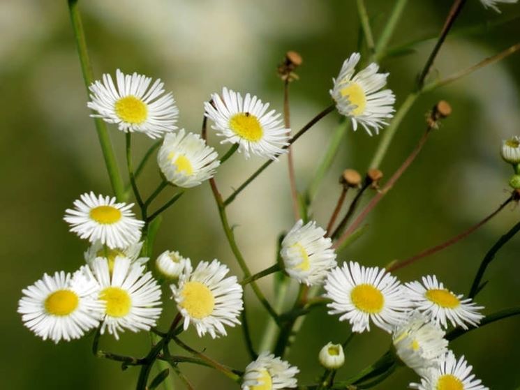 Margherite petali