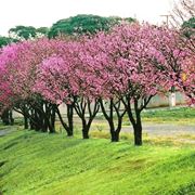 Alberi fiore prunus