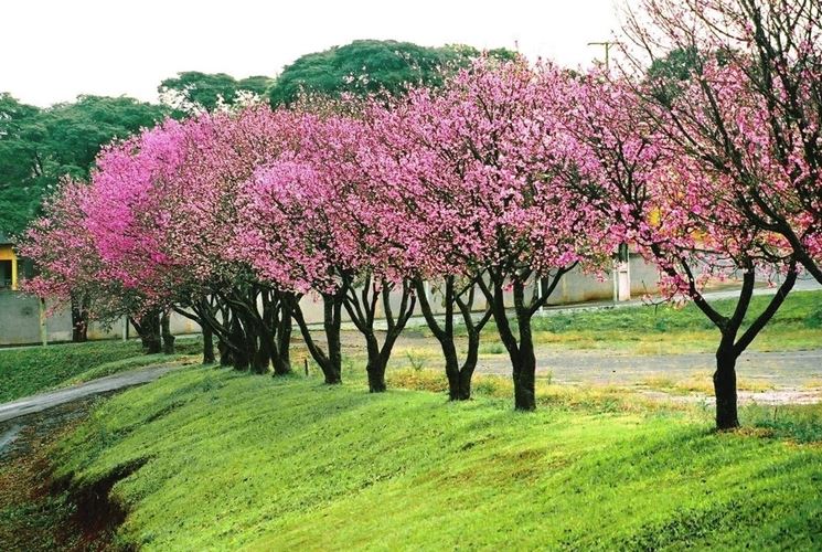 Alberi fiore prunus