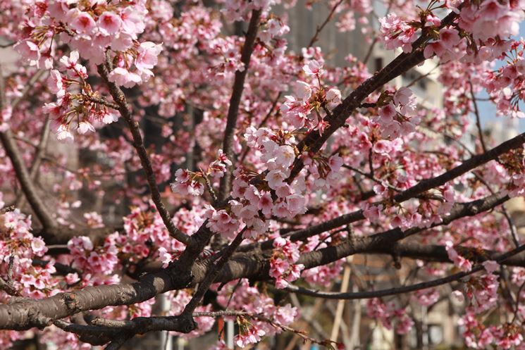 Albero frutto rosacea