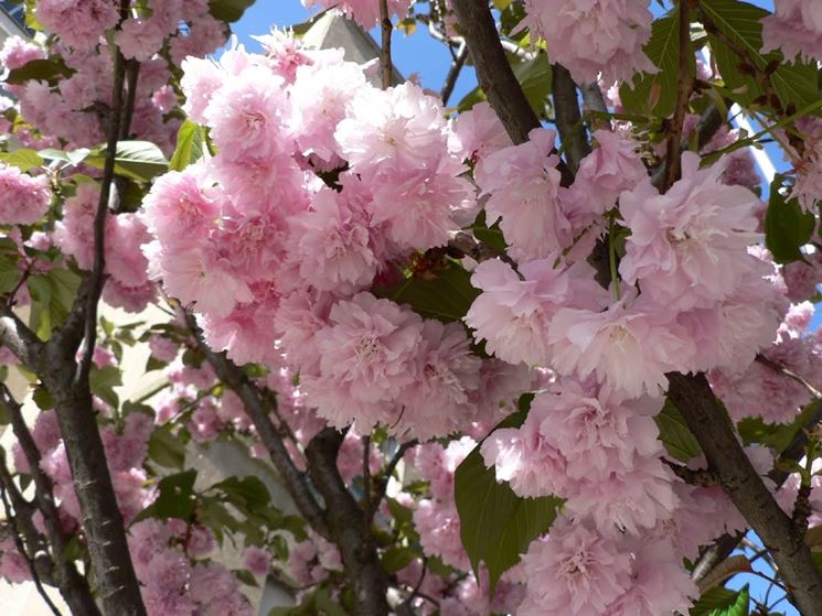 Infiorescenze piante prunus